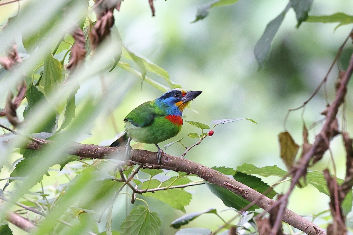 barbet tchajwanský - ML620617733