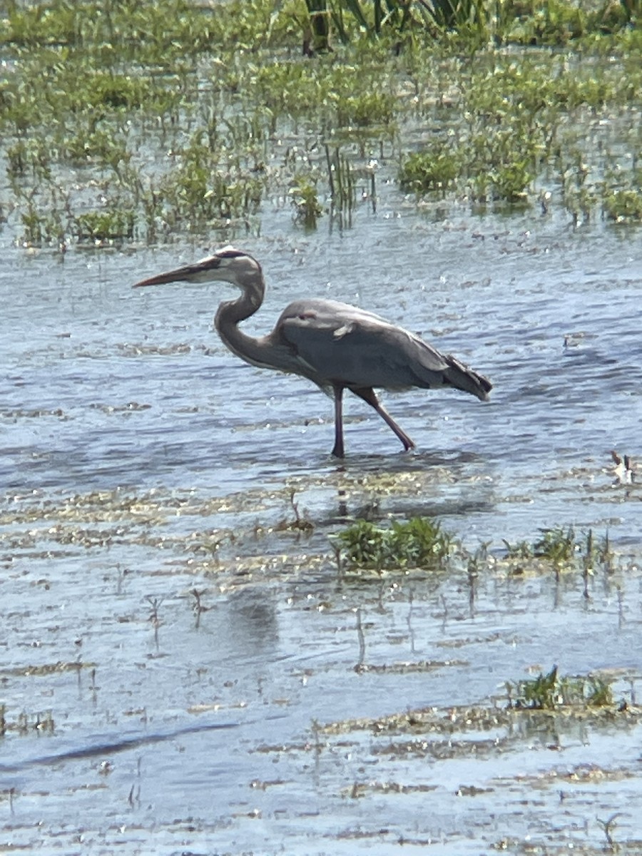 Great Blue Heron - ML620617734