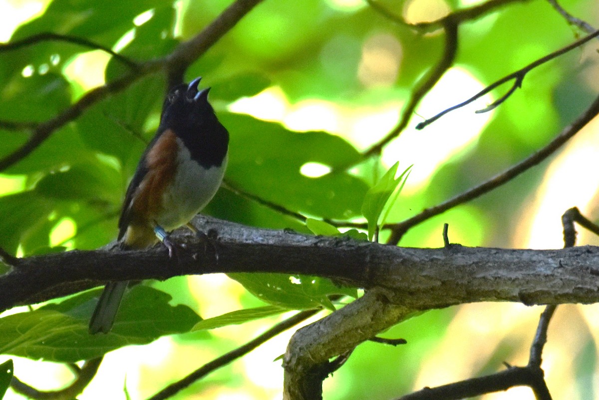 Eastern Towhee - ML620617738