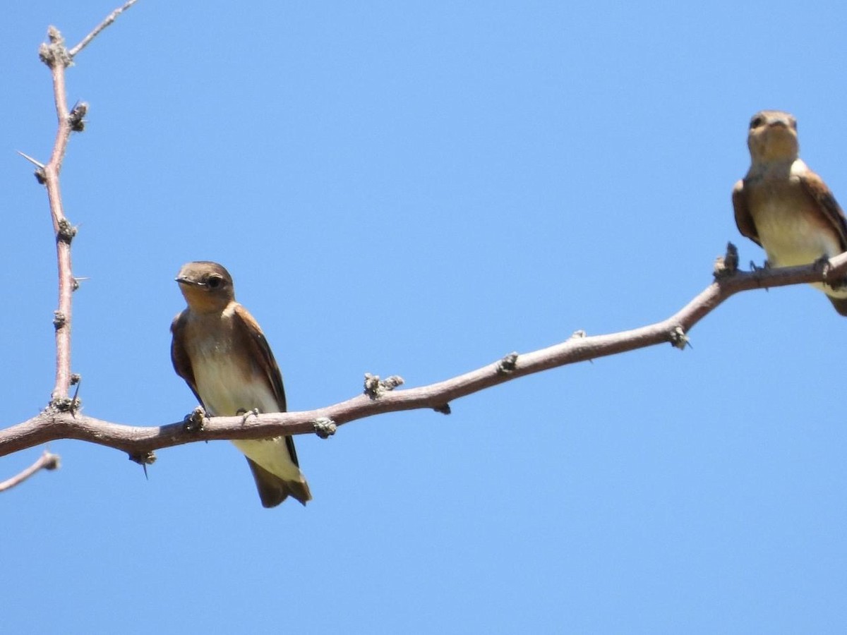 Northern Rough-winged Swallow - Terri Williams