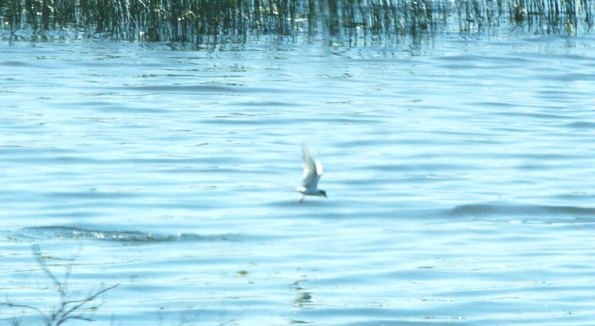 Forster's Tern - ML620617744