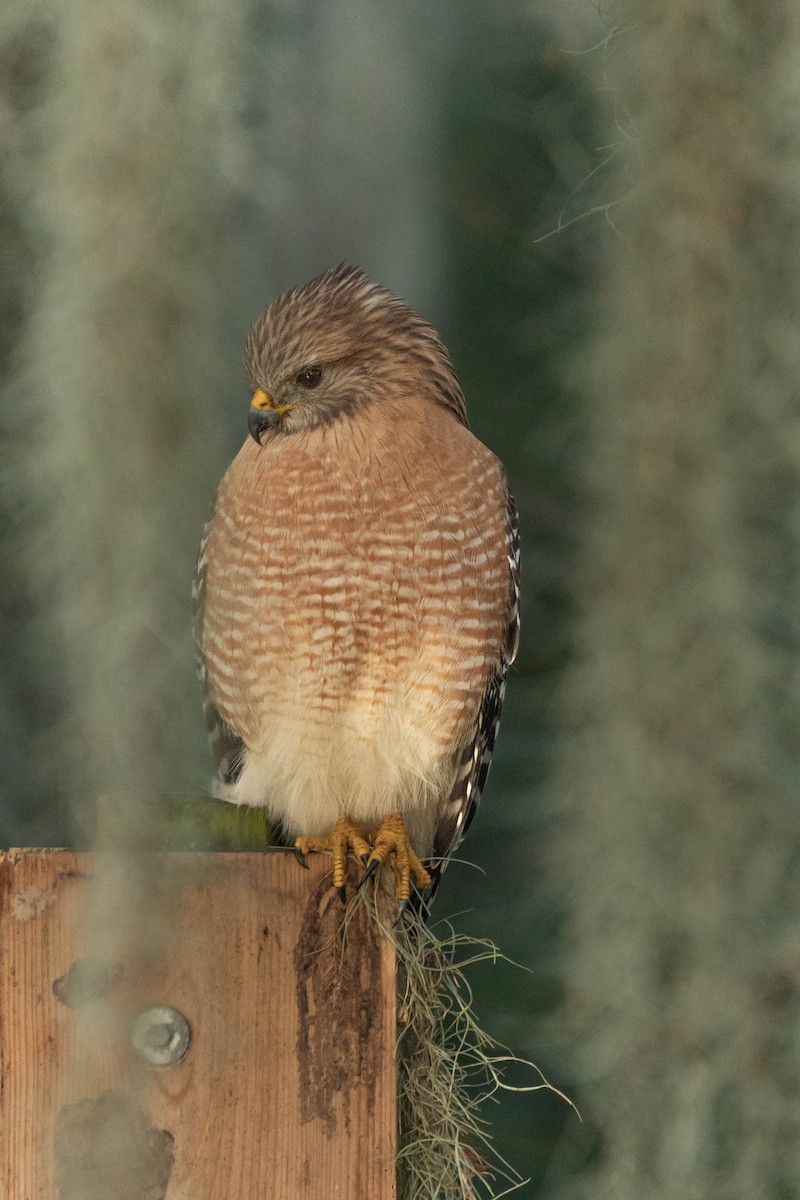 Red-shouldered Hawk - ML620617745