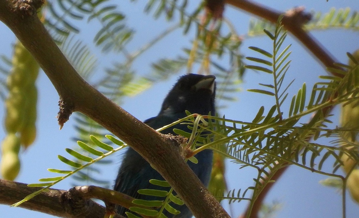 Indigo Bunting - ML620617749