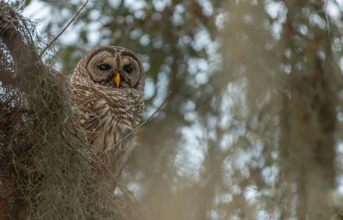 Barred Owl - ML620617751