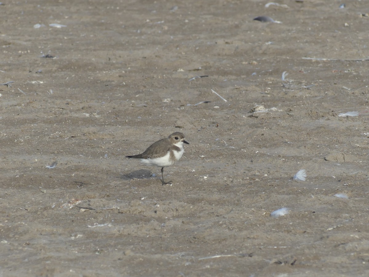 Two-banded Plover - ML620617752