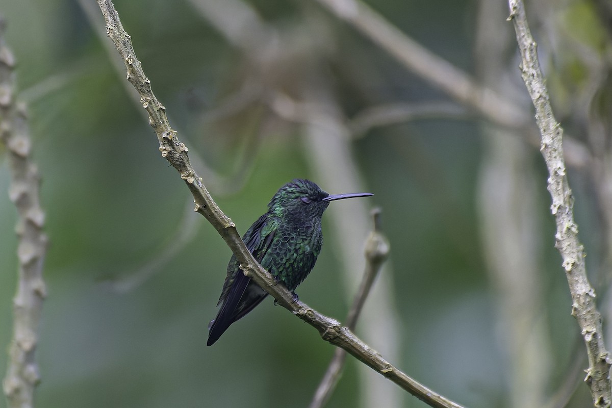 Steely-vented Hummingbird - ML620617754