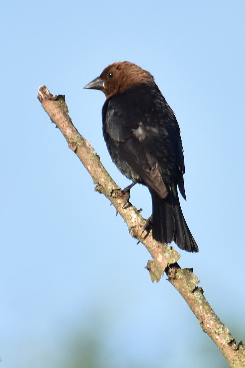 Brown-headed Cowbird - ML620617757