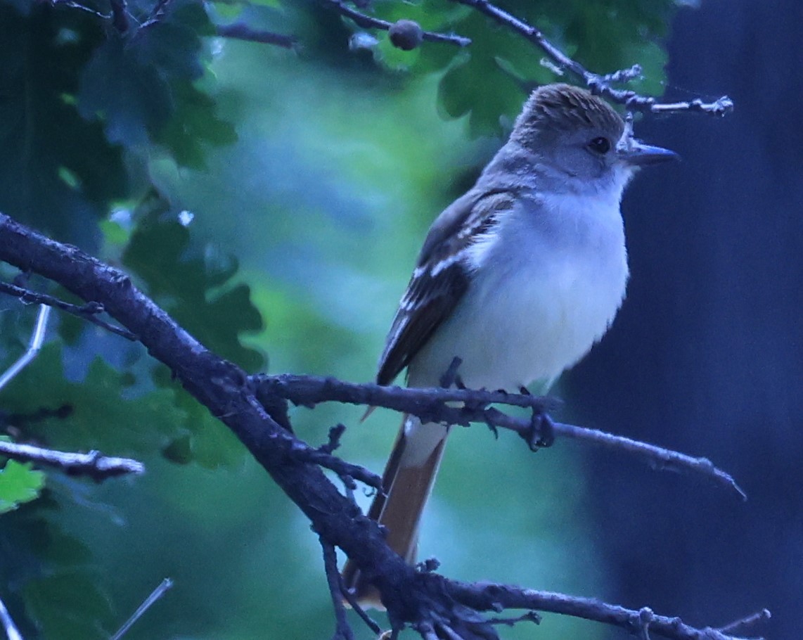 Ash-throated Flycatcher - ML620617760