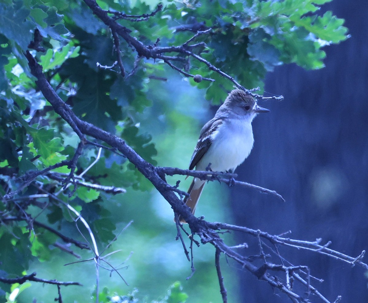 Ash-throated Flycatcher - ML620617761