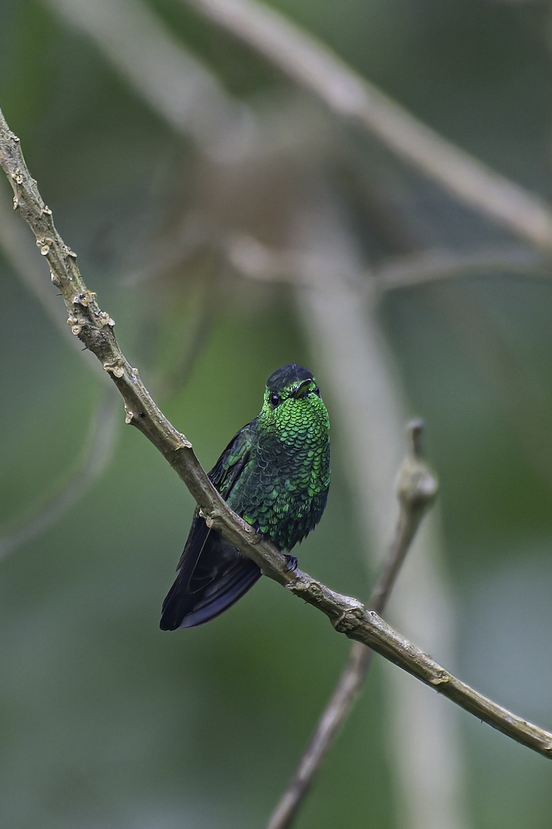 Steely-vented Hummingbird - ML620617762