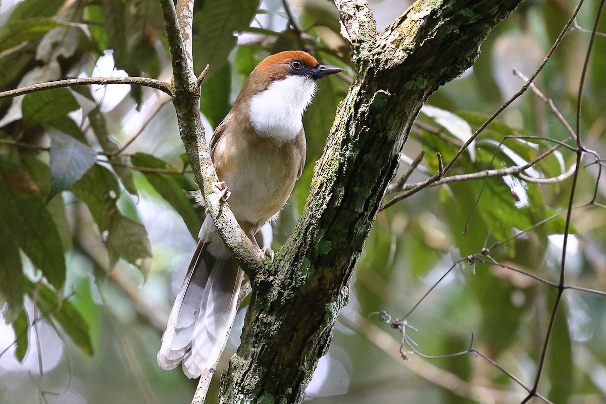 Rufous-crowned Laughingthrush - ML620617764