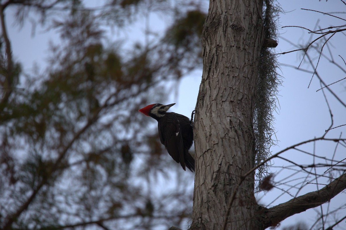 Pileated Woodpecker - Chanel Torres