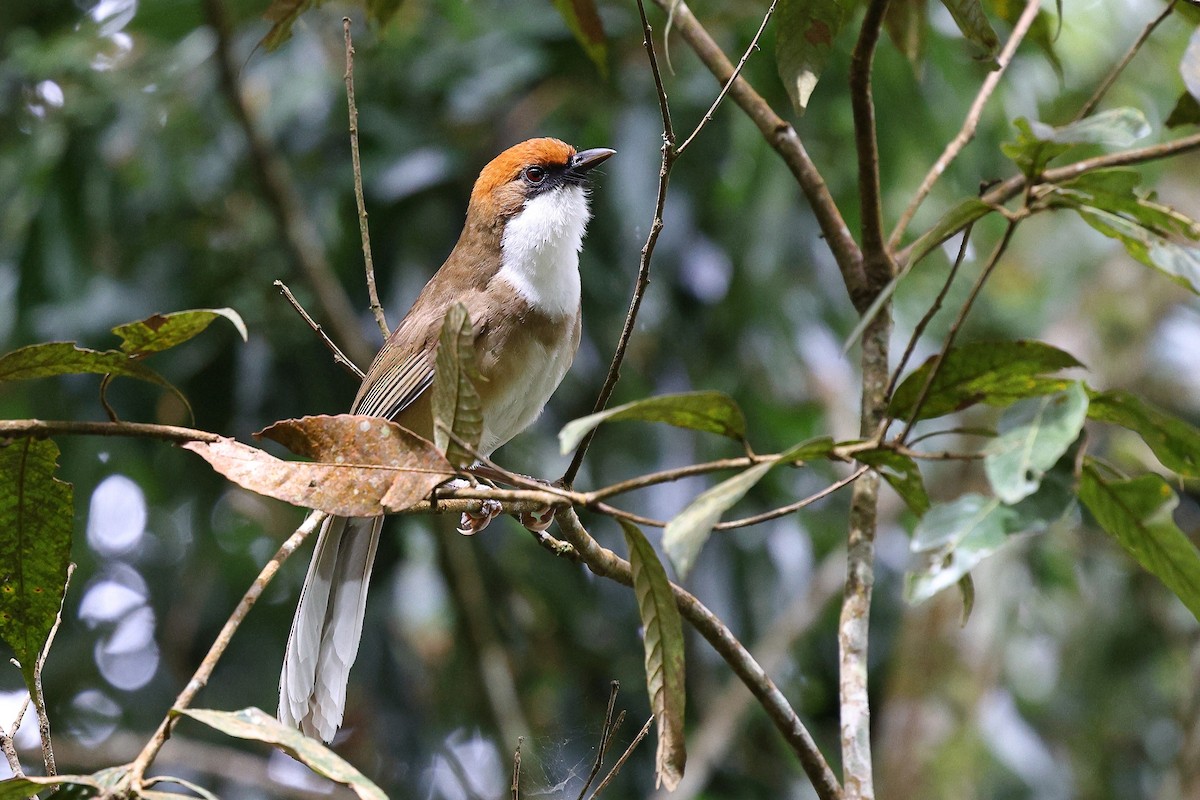 Rufous-crowned Laughingthrush - ML620617766