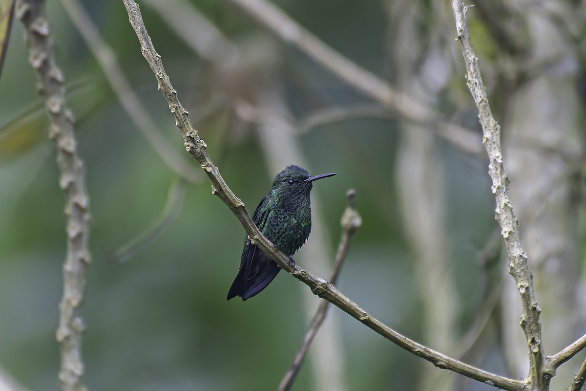 stålbukkolibri - ML620617767