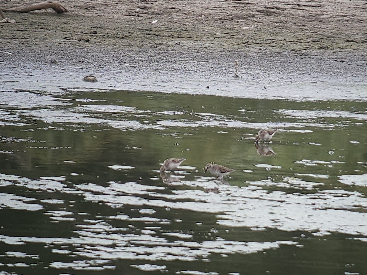 Semipalmated Sandpiper - ML620617768