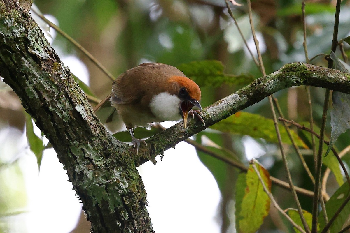 Rufous-crowned Laughingthrush - Sam Zhang