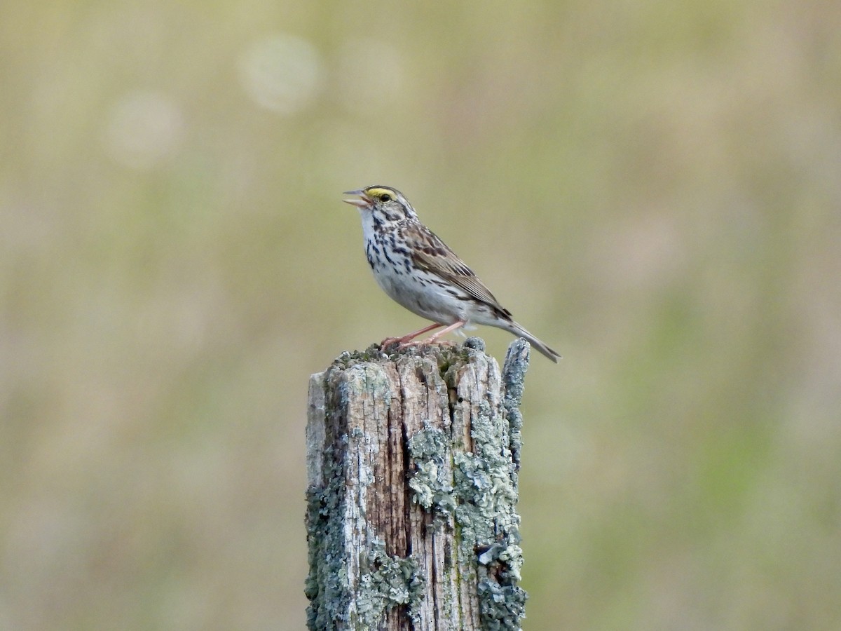 Savannah Sparrow - ML620617773