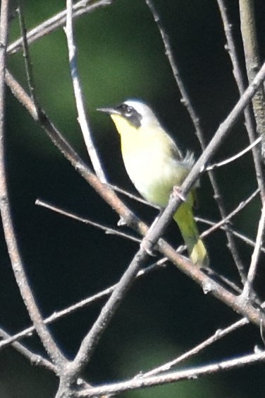 Common Yellowthroat - ML620617779