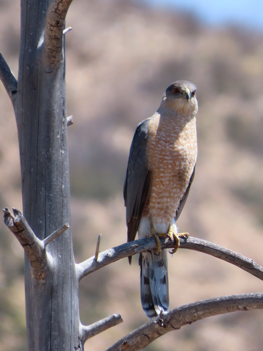 Cooper's Hawk - ML620617780