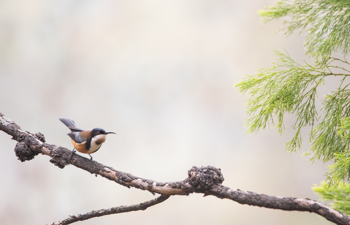 Eastern Spinebill - ML620617781