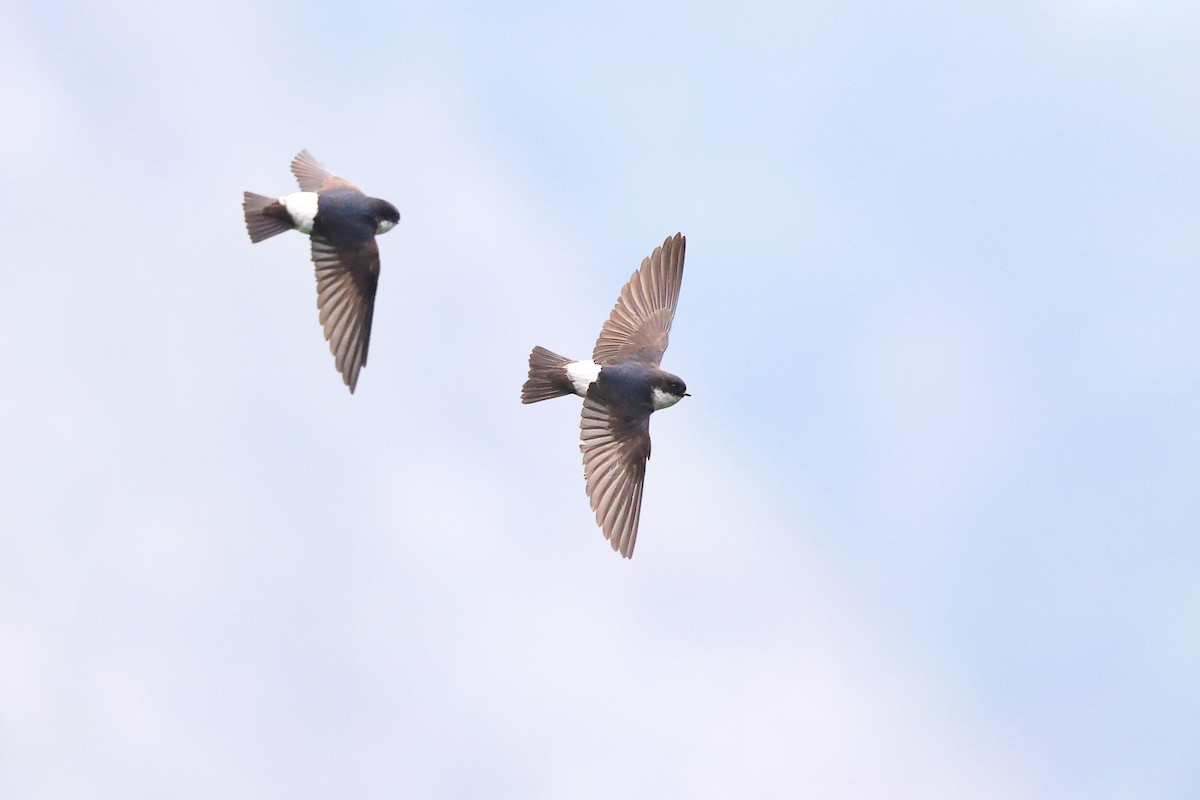 Asian House-Martin - ML620617789