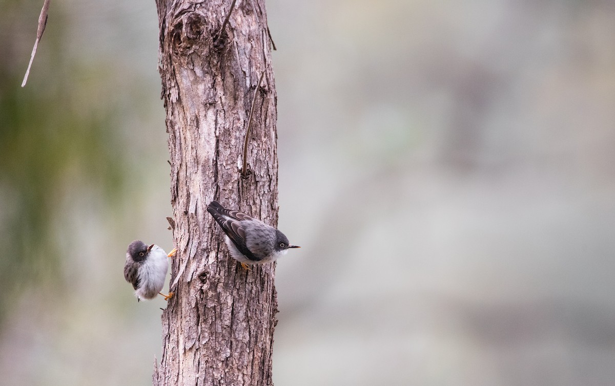 Varied Sittella - ML620617791