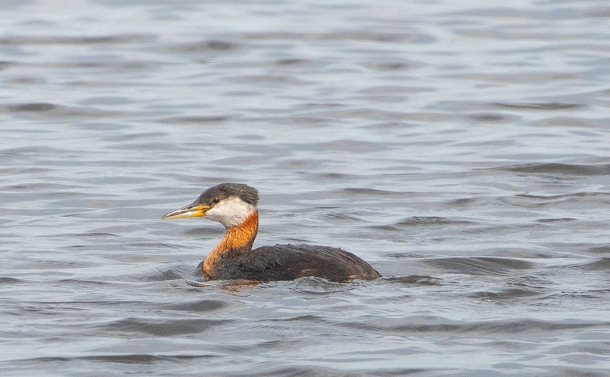 Red-necked Grebe - ML620617796