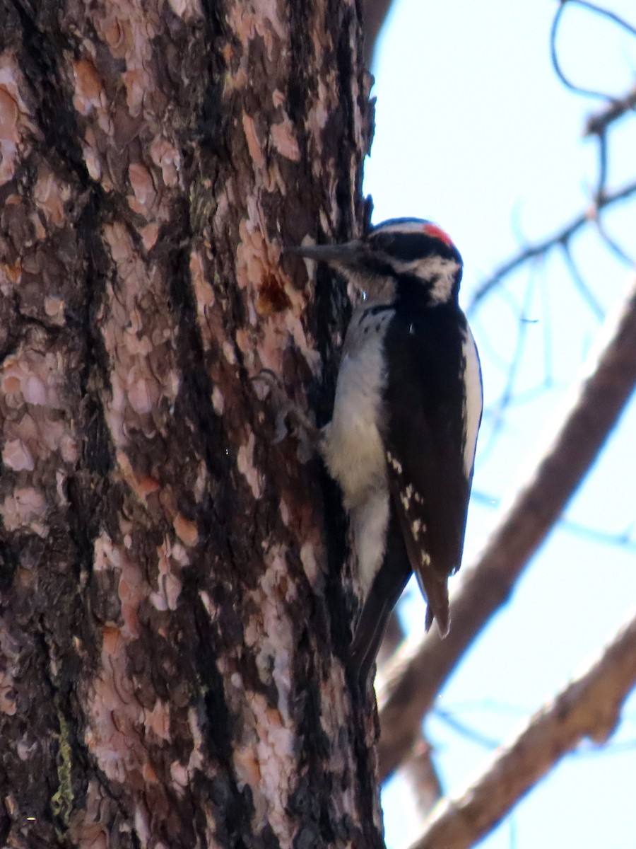 Hairy Woodpecker - ML620617797