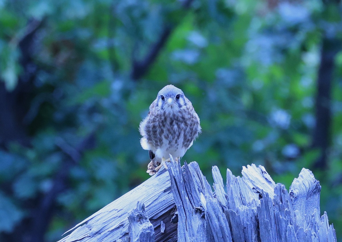 American Kestrel - Edward Pullen