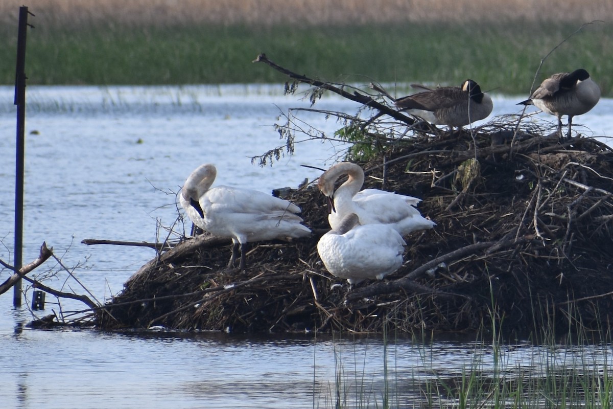 Trumpeter Swan - ML620617810