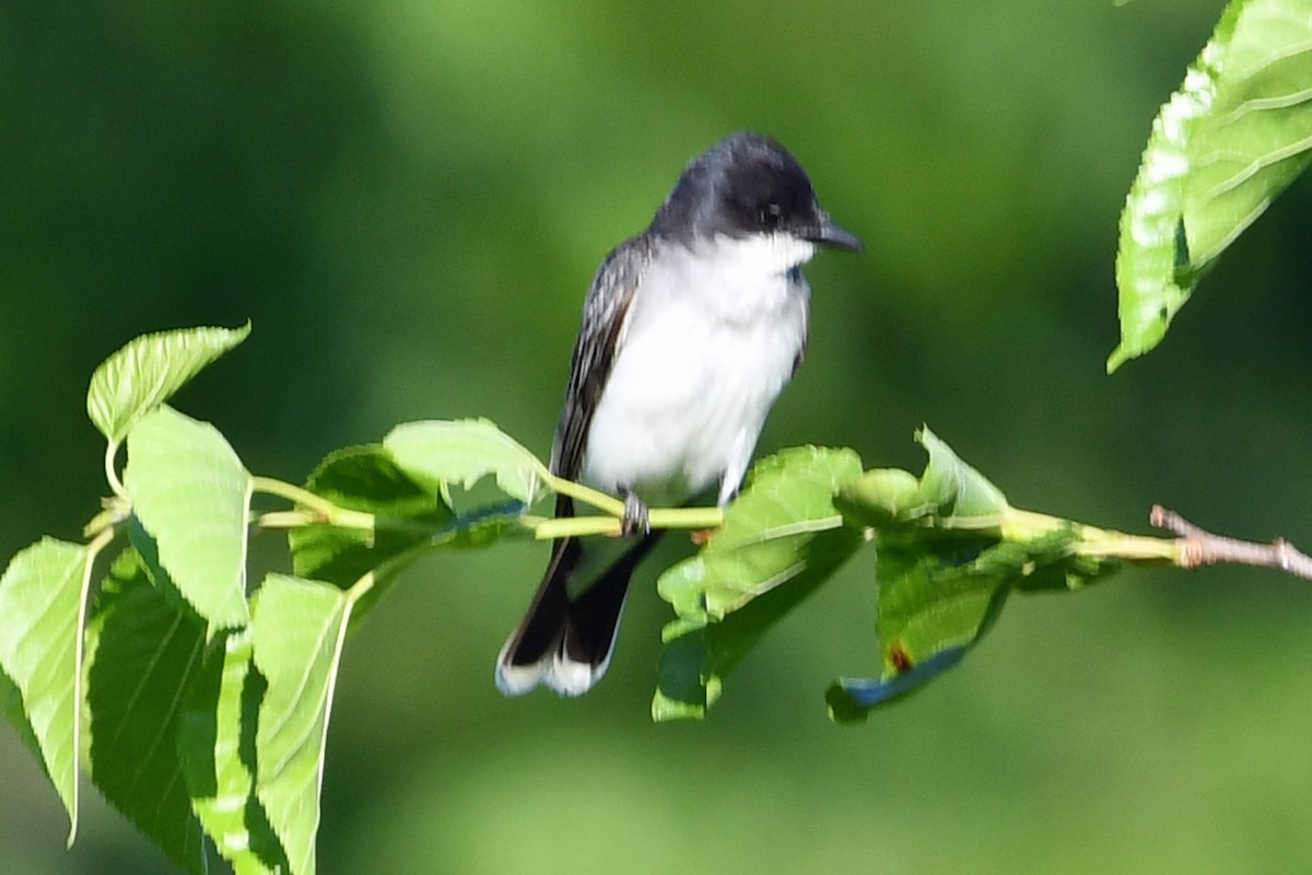 Eastern Kingbird - ML620617815