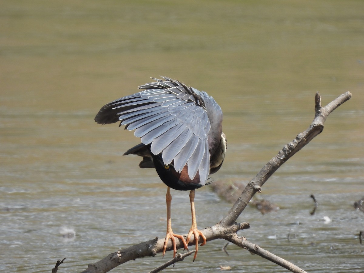 Green Heron - ML620617816