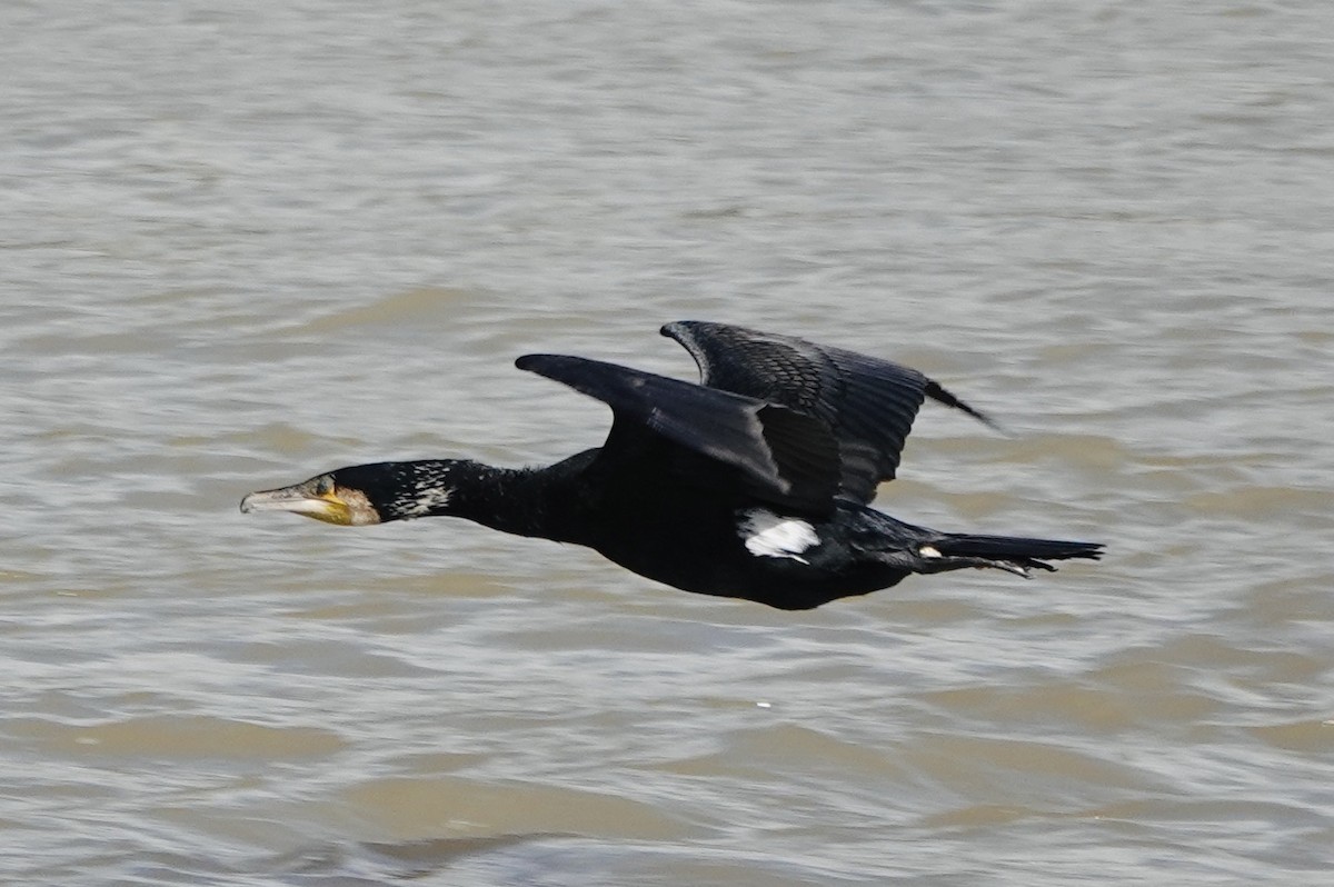 Grand Cormoran (sinensis/hanedae) - ML620617818