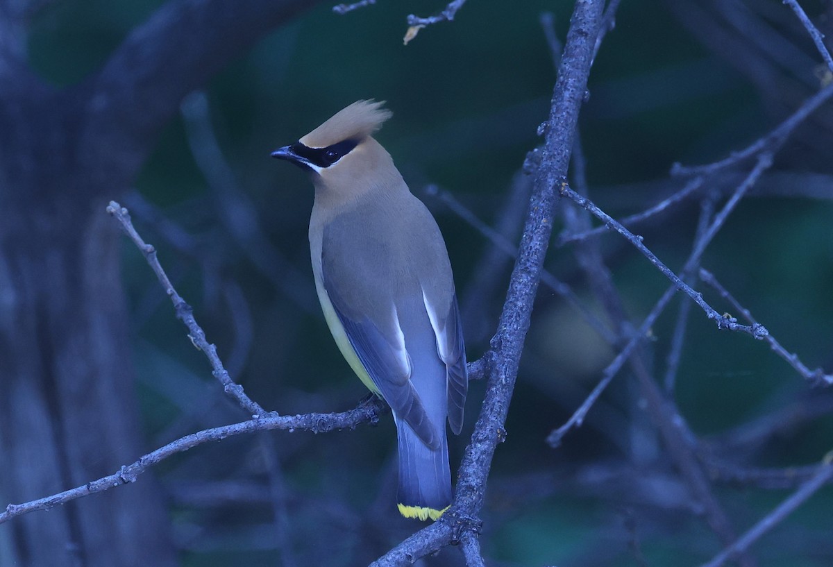 Cedar Waxwing - ML620617822