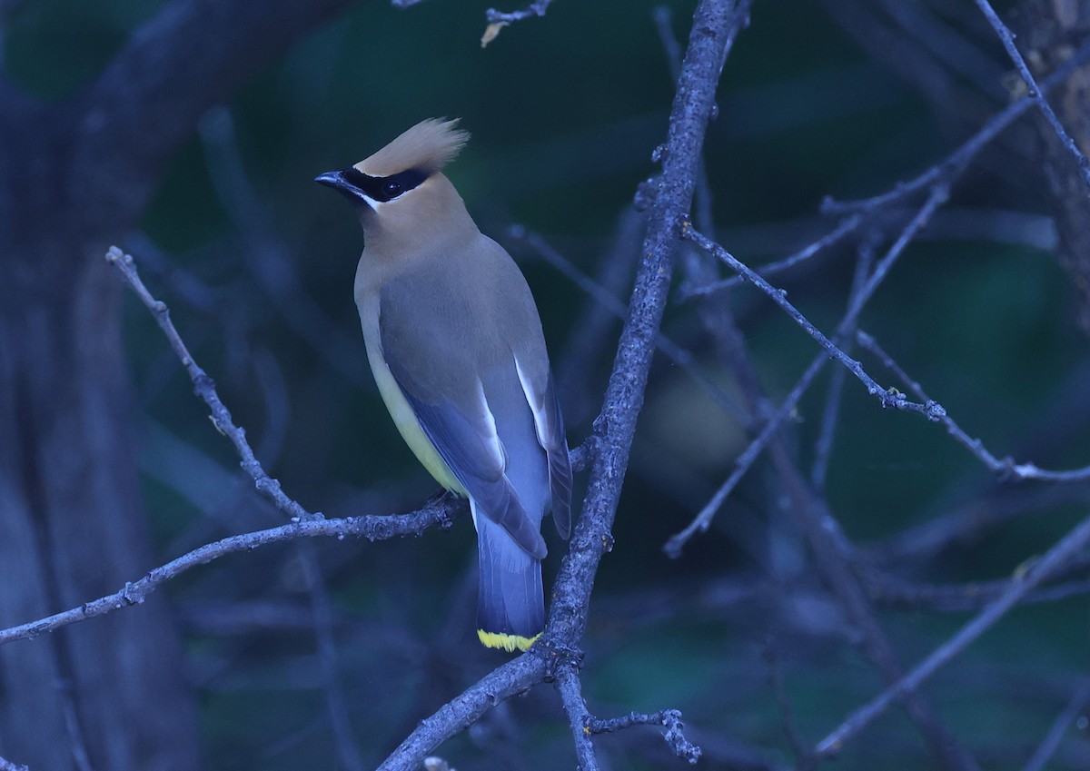 Cedar Waxwing - ML620617823