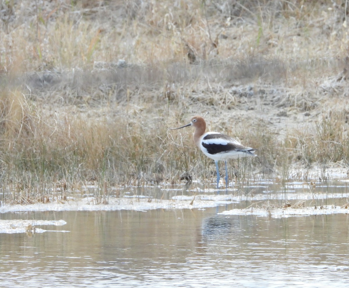 American Avocet - ML620617824