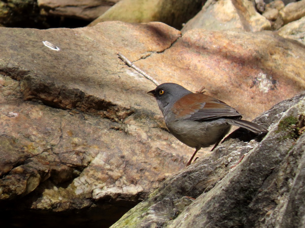 Yellow-eyed Junco - ML620617825