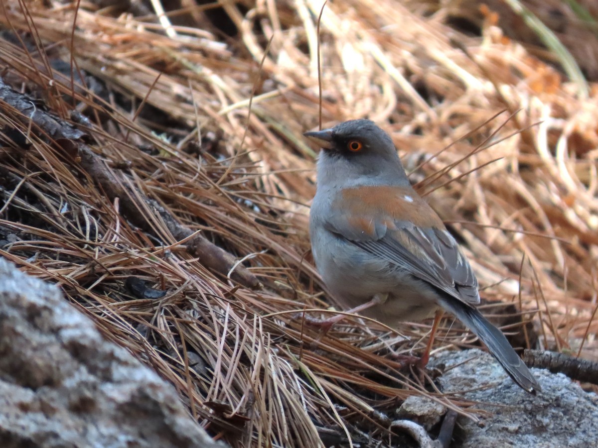 Yellow-eyed Junco - ML620617826