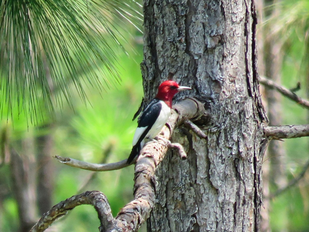 Red-headed Woodpecker - ML620617828