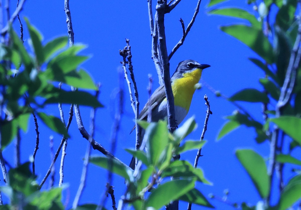 Yellow-breasted Chat - ML620617829