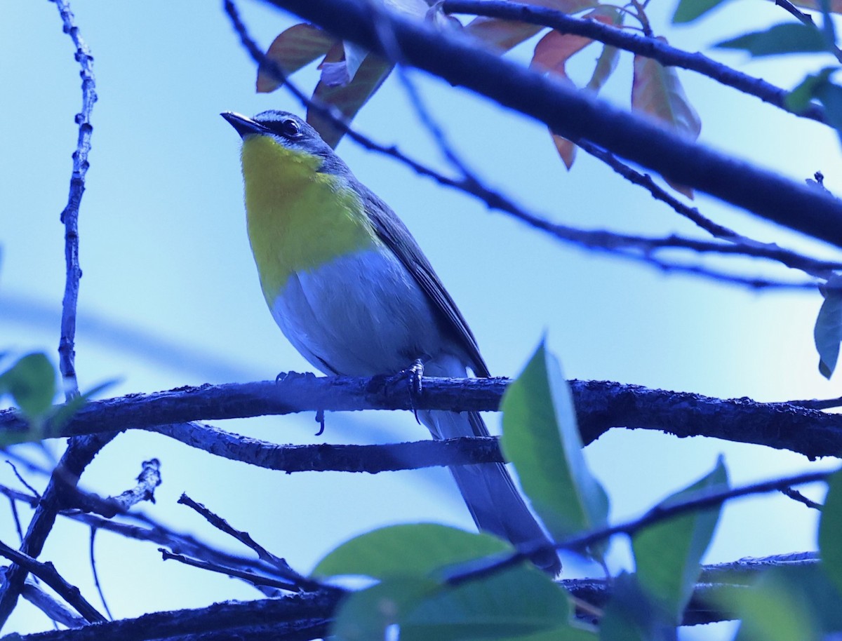 Yellow-breasted Chat - ML620617830