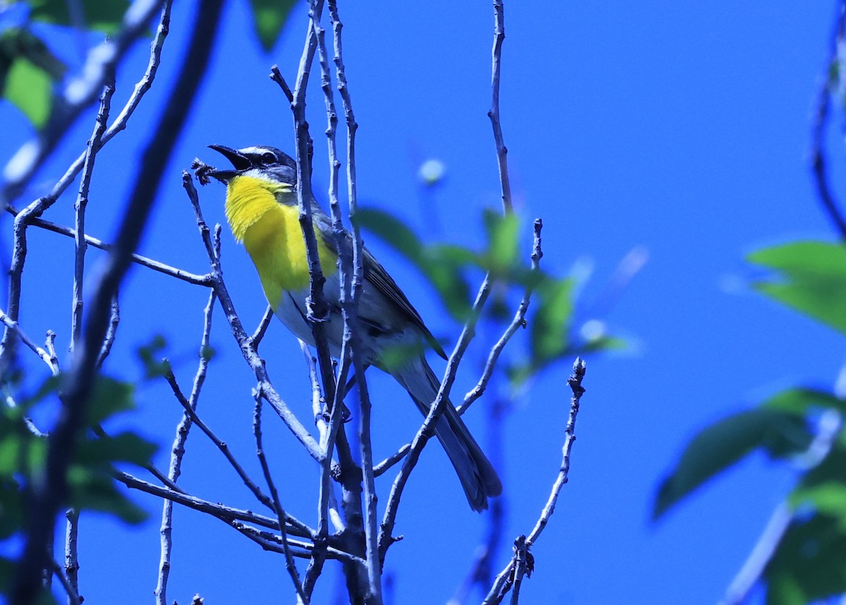 Yellow-breasted Chat - ML620617831