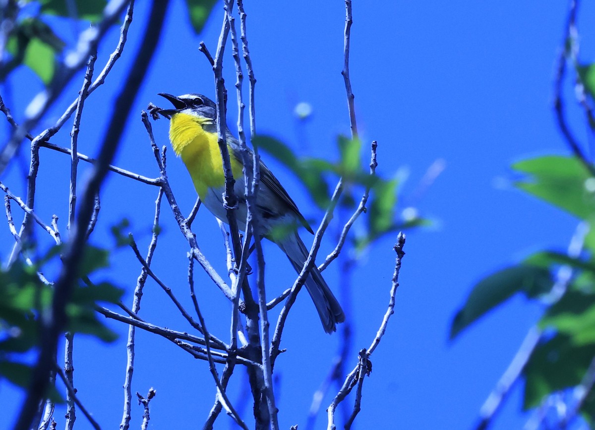 Yellow-breasted Chat - ML620617832