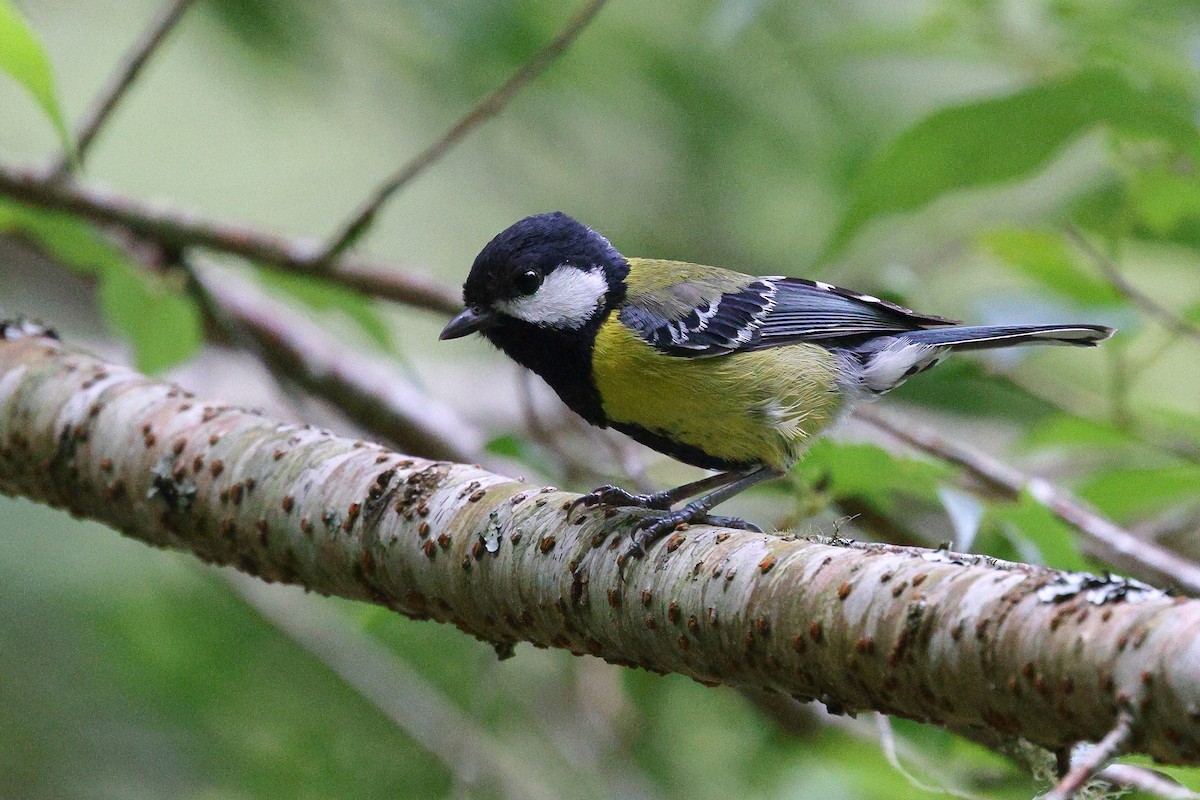 Green-backed Tit - ML620617833