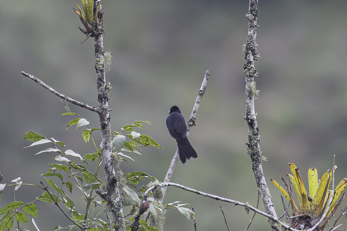 White-lined Tanager - ML620617835