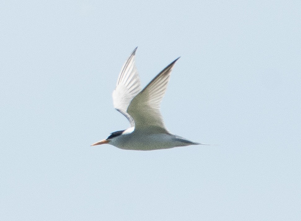 Least Tern - ML620617838