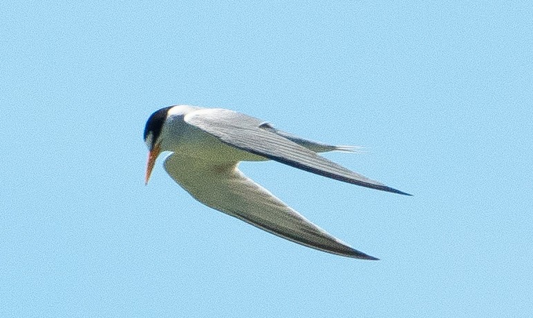 Least Tern - ML620617839