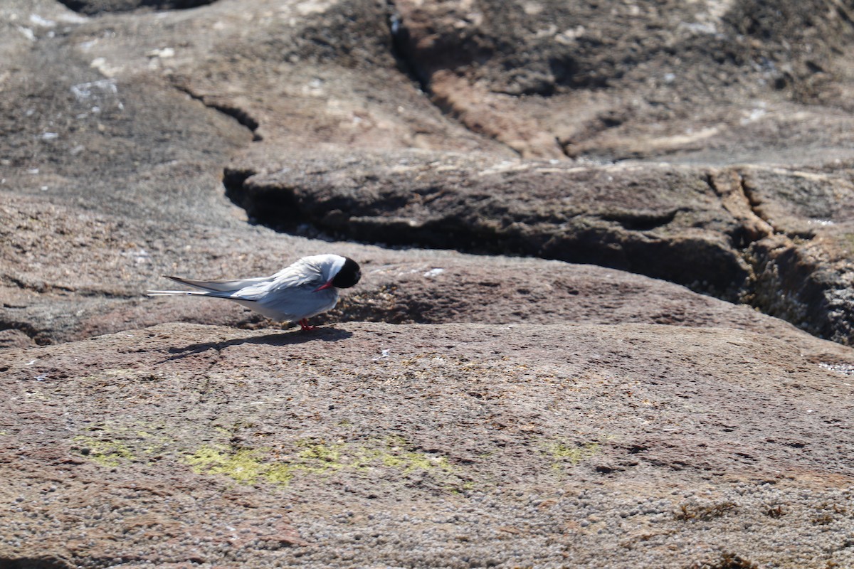 Arctic Tern - ML620617842