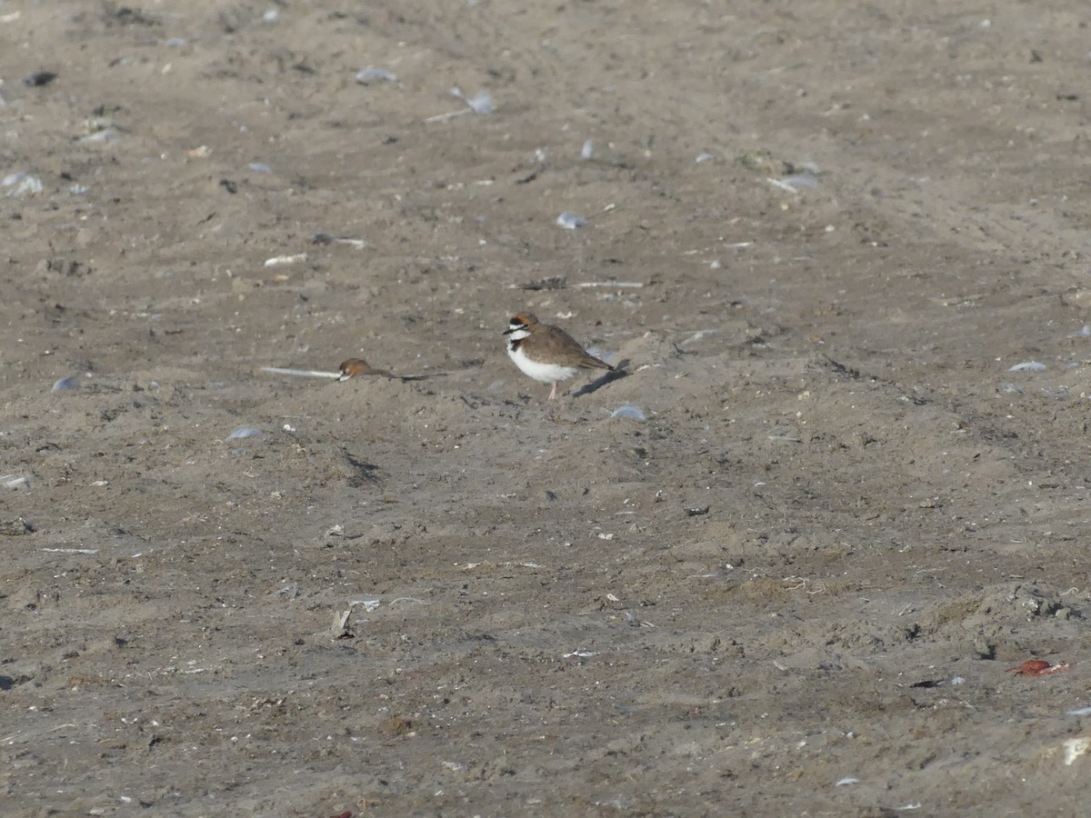 Collared Plover - ML620617843