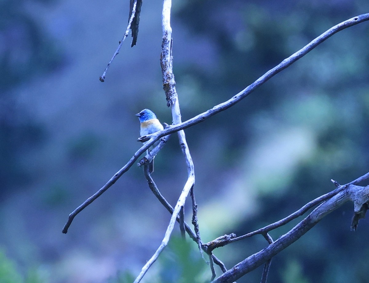 Lazuli Bunting - ML620617844